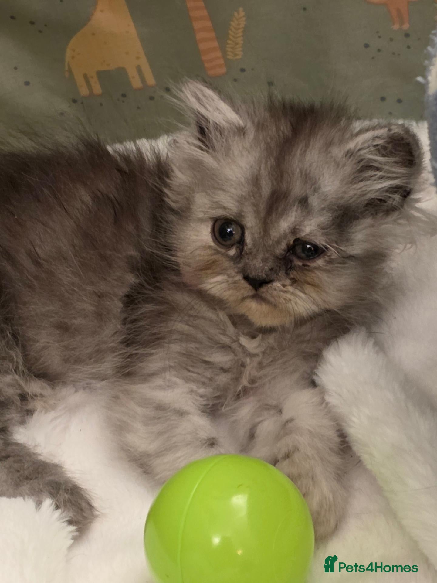 Persian cats 6 Persian kittens ready now (Midlands) - Advert 14