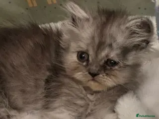 Persian cats 6 Persian kittens ready now (Midlands) - Advert 14