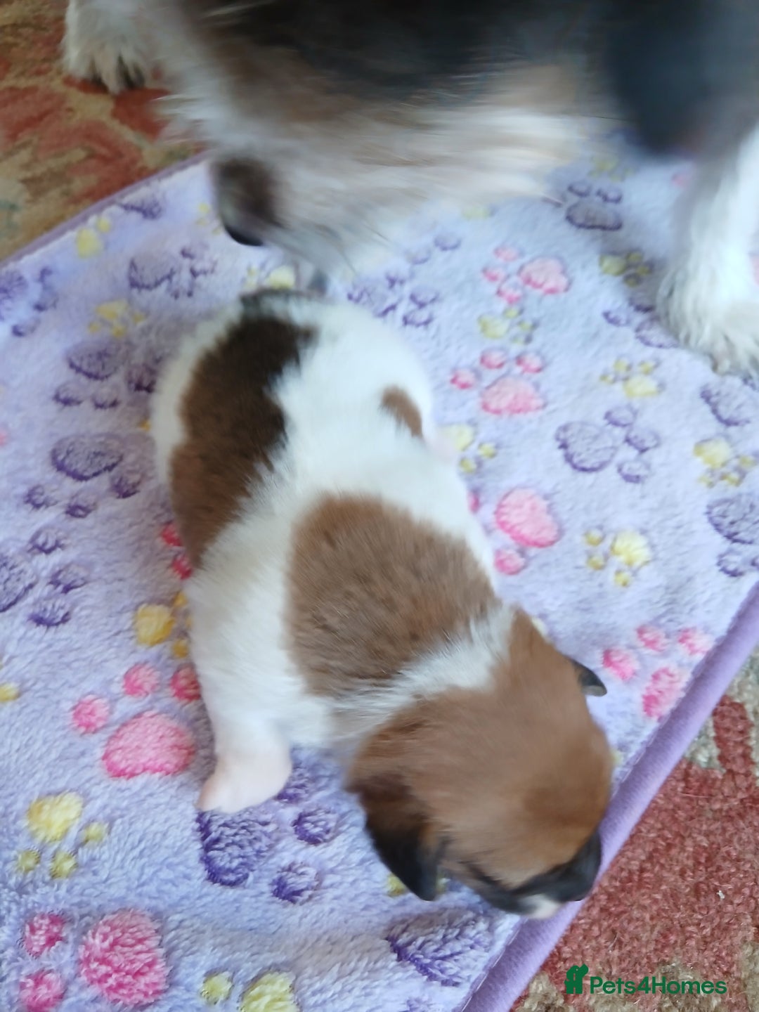 Jack Russell dogs for sale: Adorable Jack russell x pomeranian pups for sale - Image 7