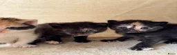 Mixed Breed cats for sale: 5 adorable kittens, (2boys 3girls) ready 3rd June. - Advert 3