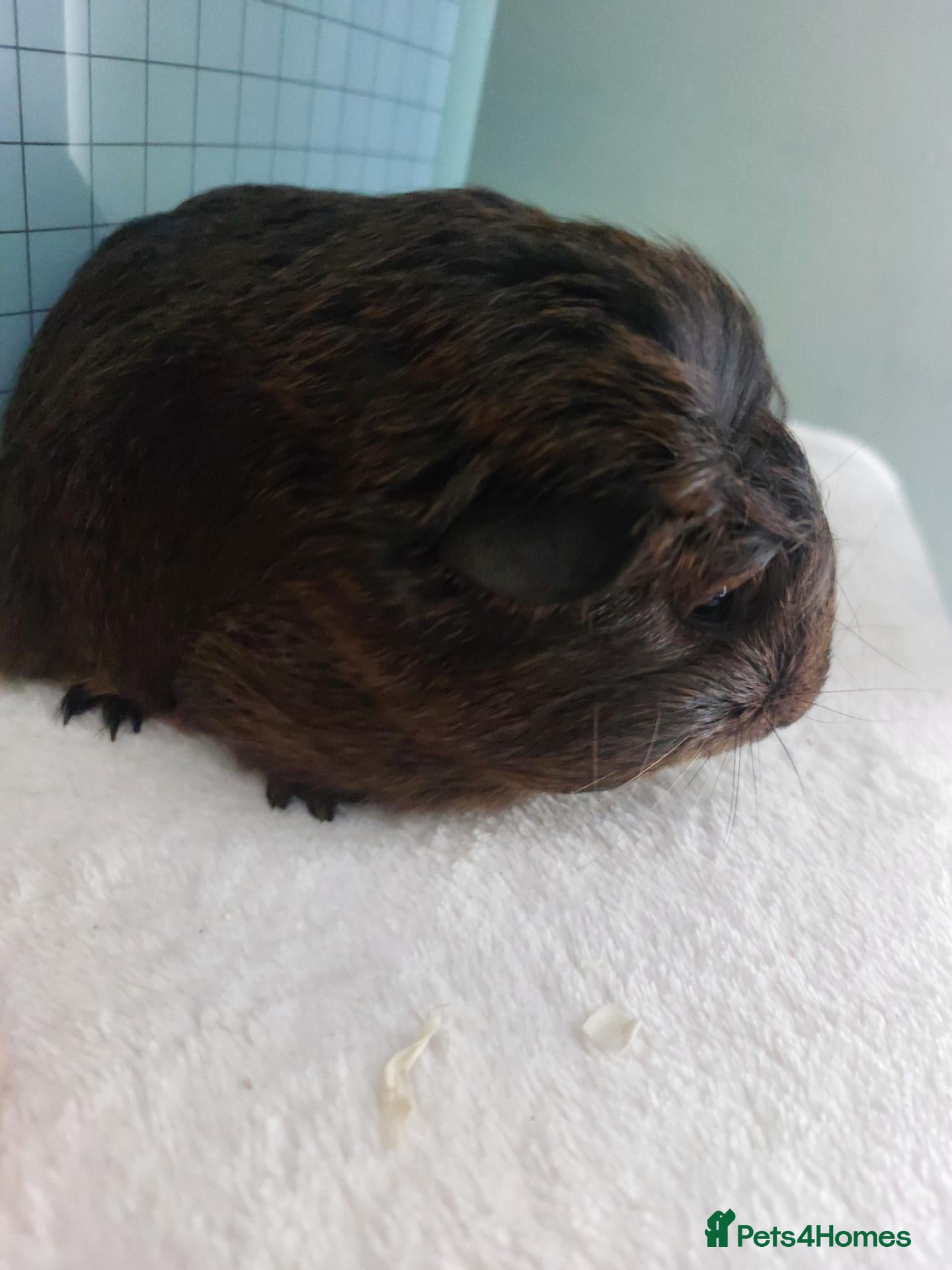 Guinea Pig rodents Female guinea pigs - Advert 1