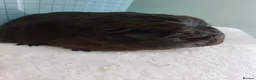 Guinea Pig rodents for sale: Female guinea pigs - Advert 1