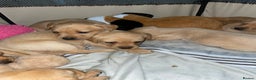 Labrador Retriever dogs for sale: Labrador puppies deposit secures - Advert 3