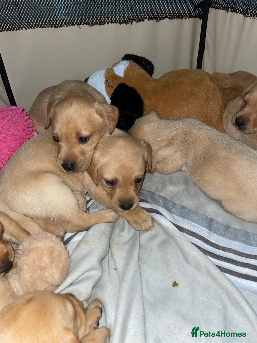 Labrador Retriever dogs for sale: Labrador puppies deposit secures - Advert 3