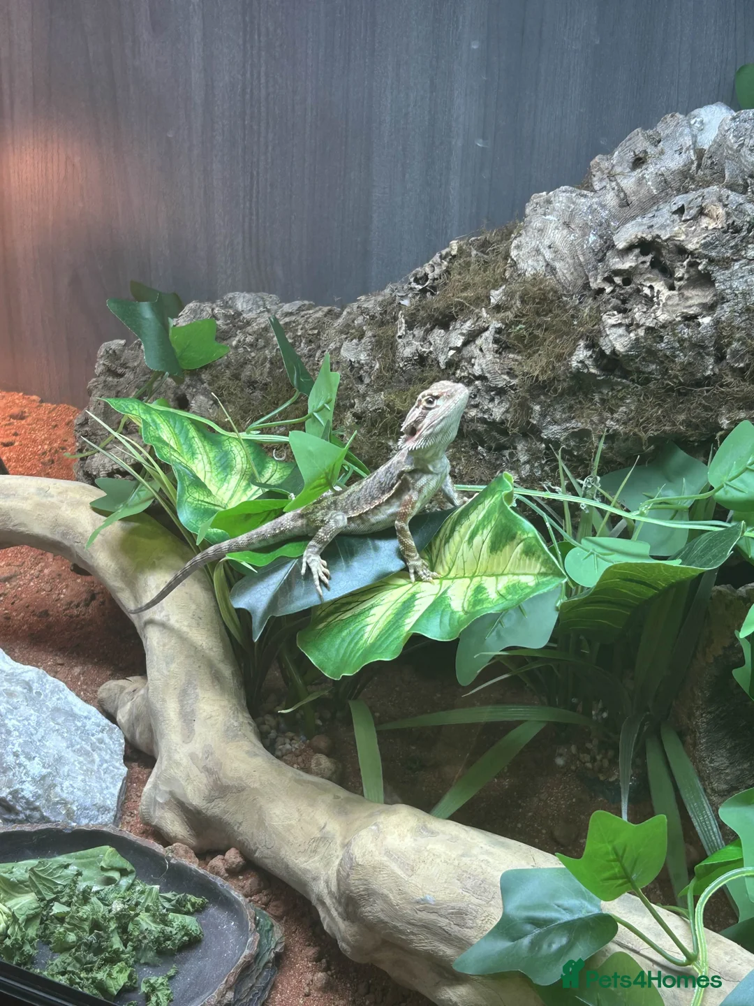 Bearded Dragon reptiles for sale: full set up with bearded dragon - Advert 4