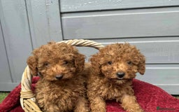Toy Poodle dogs for sale: Toy poodle puppies looking for their forever home  - Image 1