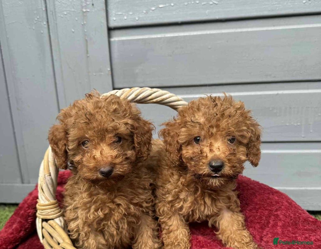 Toy Poodle dogs for sale: Toy poodle puppies looking for their forever home  - Image 1