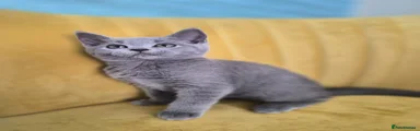 British Shorthair 2