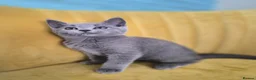 British Shorthair cats for sale: Adorable British shorthair kittens - Ready now 😻 - Advert 8
