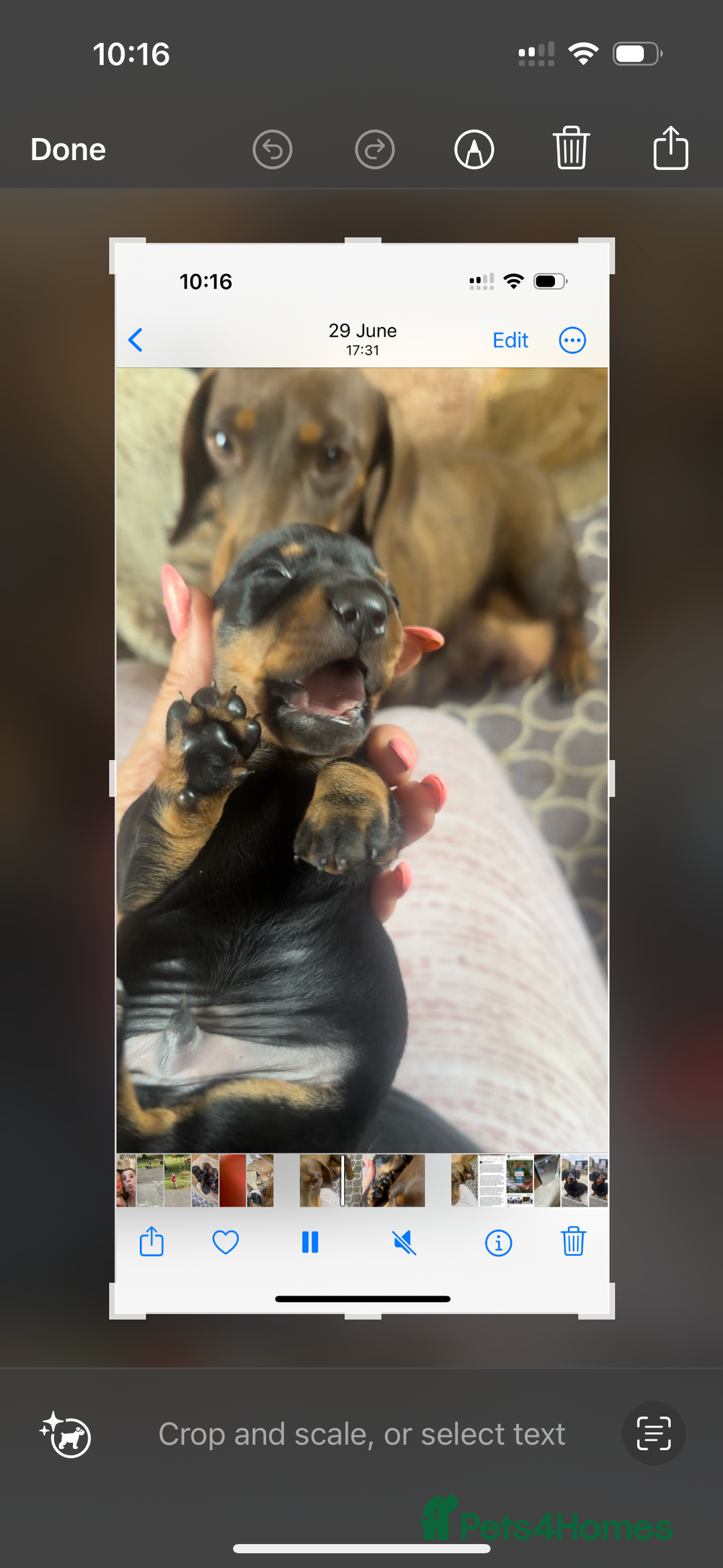 Miniature Dachshund dogs for sale: Wow what a stunning litter - Image 17