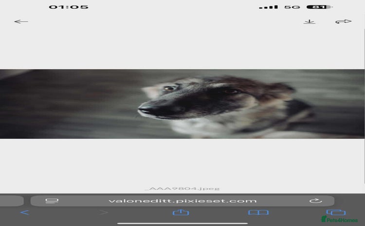 Mixed Breed dogs - Advert 2