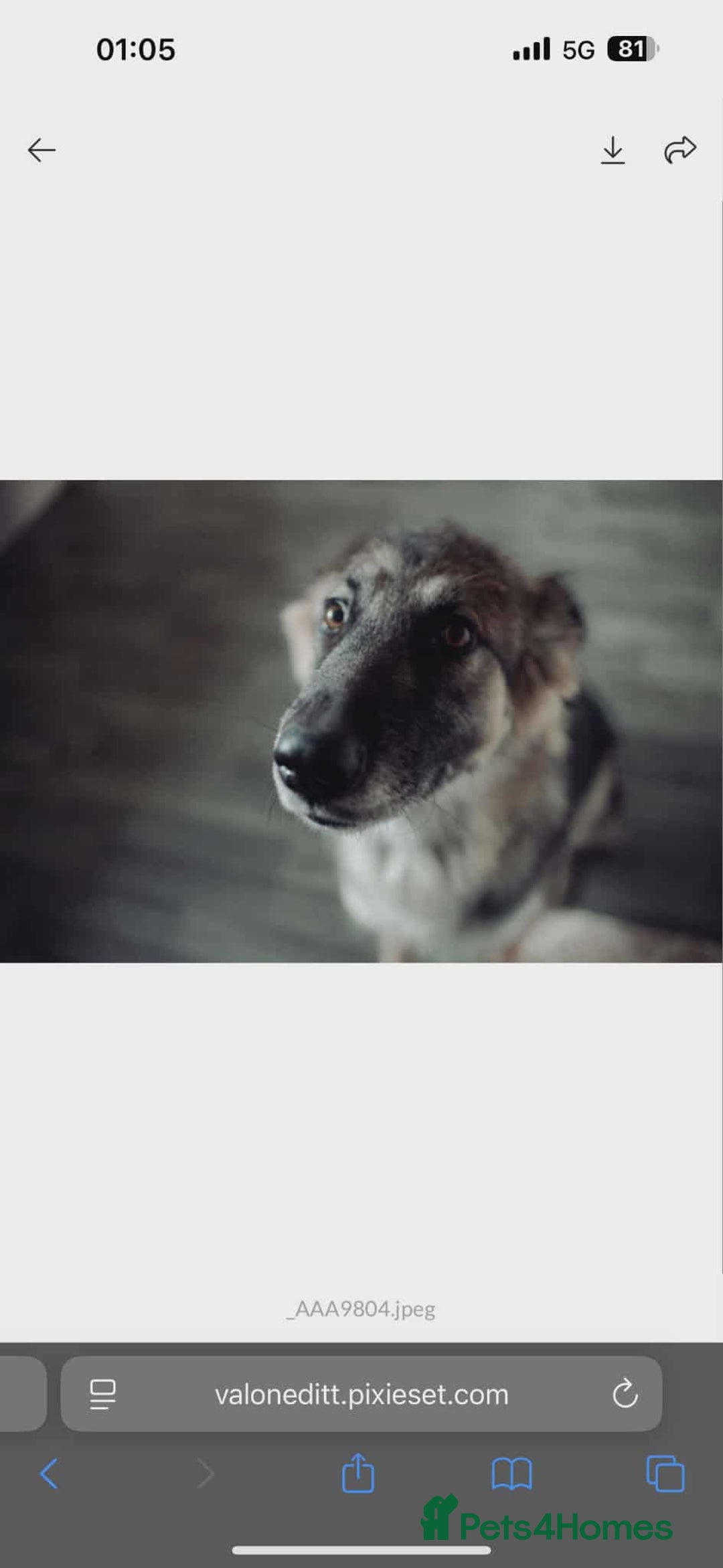 Mixed Breed dogs for sale: Odessa  - Image 1