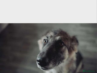 Mixed Breed dogs - Advert 4