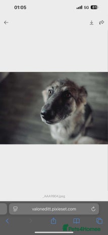 Mixed Breed dogs - Advert 4