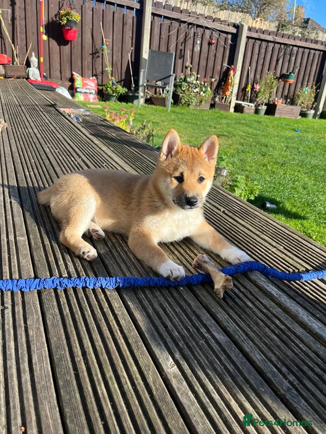 Japanese Shiba Inu dogs for sale: 🧡🦊Stunning KC Shiba Inu female ready now!🧡🦊 - Image 4