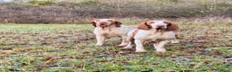 Bracco Italiano dogs for sale: Top Breeder 2021,22,22,24 & 2025 🌟🌟🌟🌟🌟 - Advert 2