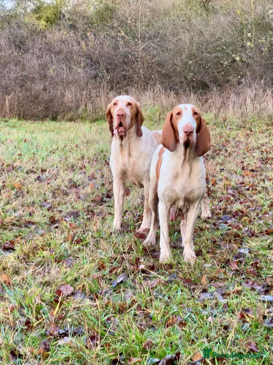 Bracco Italiano dogs for sale: Top Breeder 2021,22,22,24 & 2025 🌟🌟🌟🌟🌟 - Advert 2