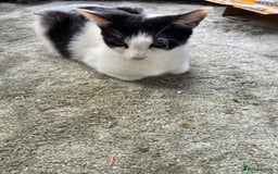 Mixed Breed cats for sale: Premium mixed breed kittens - Image 37