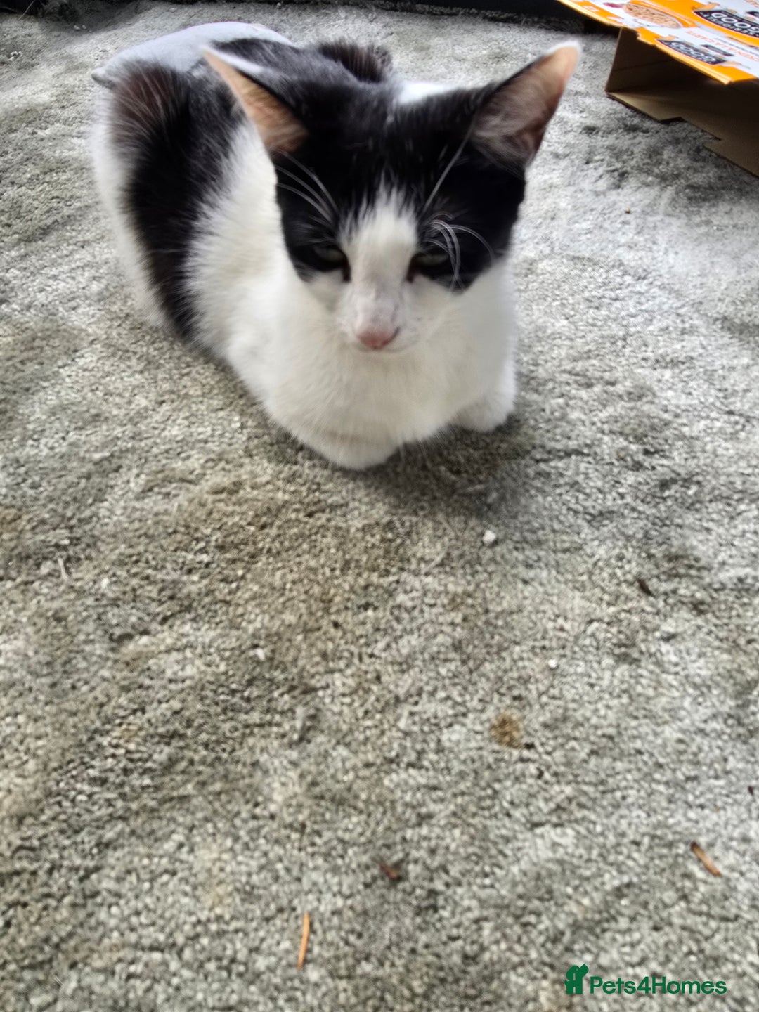 Mixed Breed cats for sale: Premium mixed breed kittens - Image 37