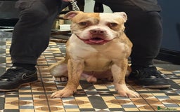 American Bulldog dogs for sale: American Bulldog Male - Image 2