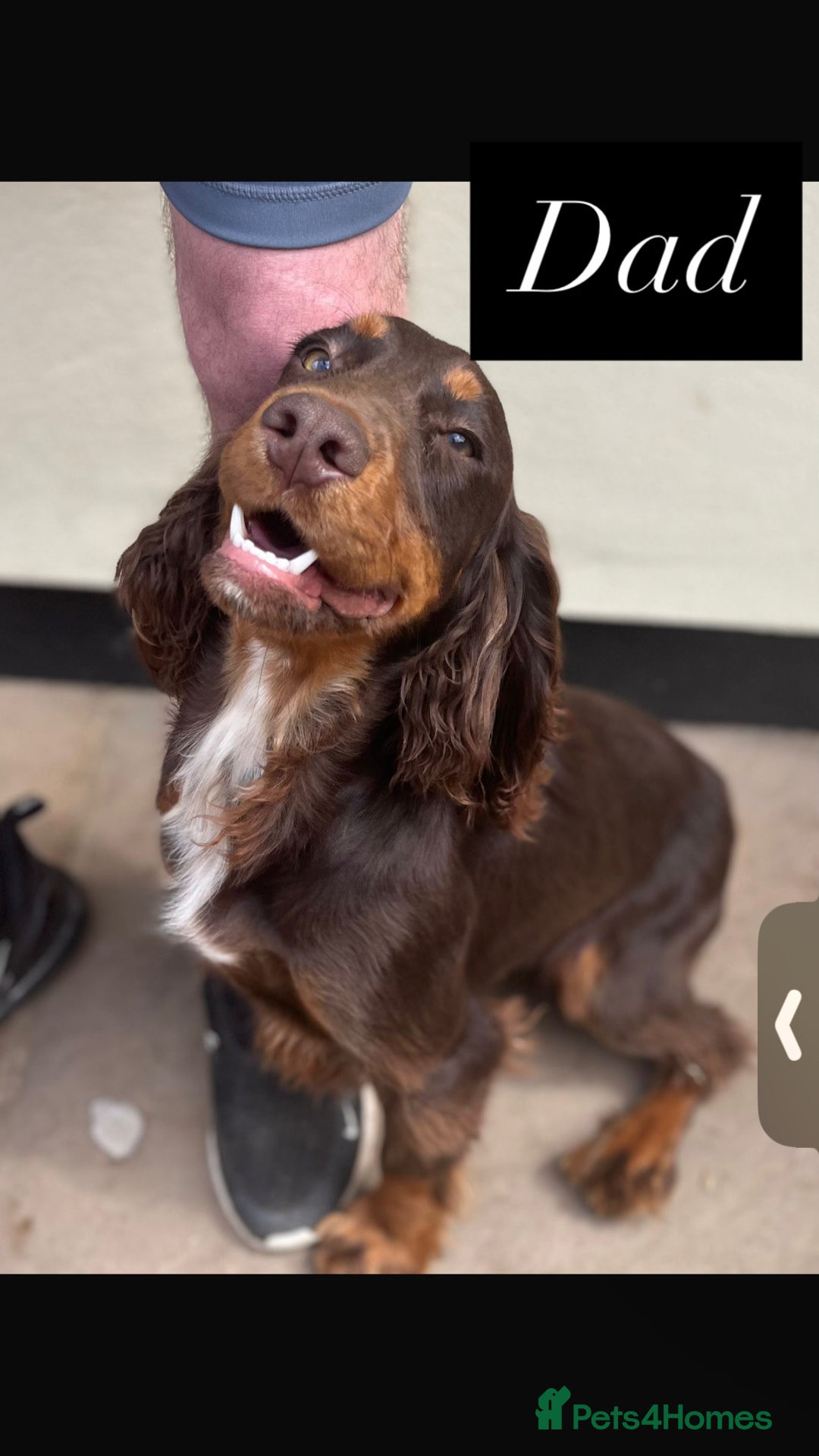 Cocker Spaniel dogs for sale: Pedigree Cocker spaniel puppies for sale  - Image 13