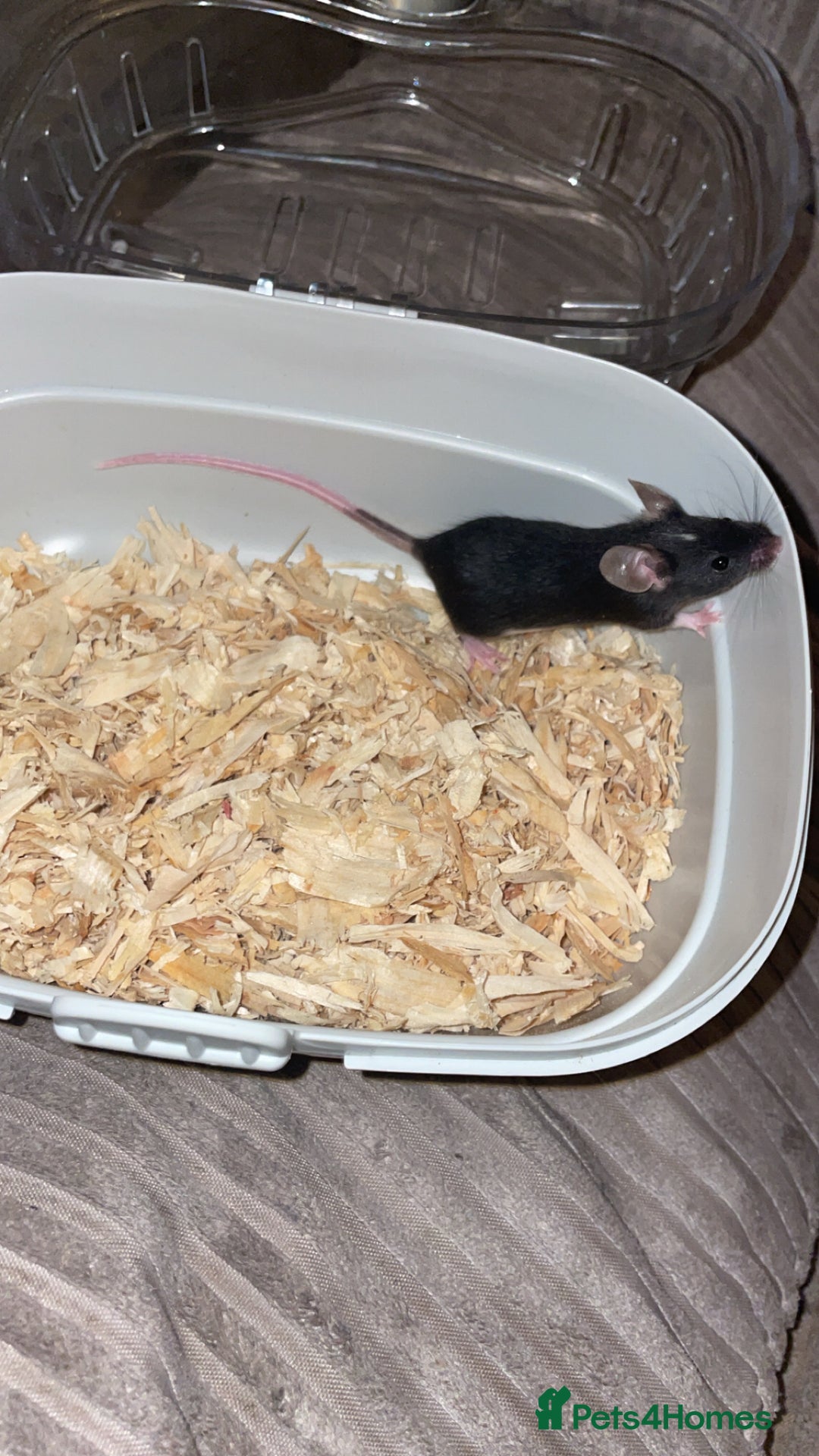 Mouse rodents for sale: Female baby mice.  - Advert 3