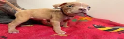 American Bully dogs for sale: American pocket bully puppies for sale 🐾 - Advert 32