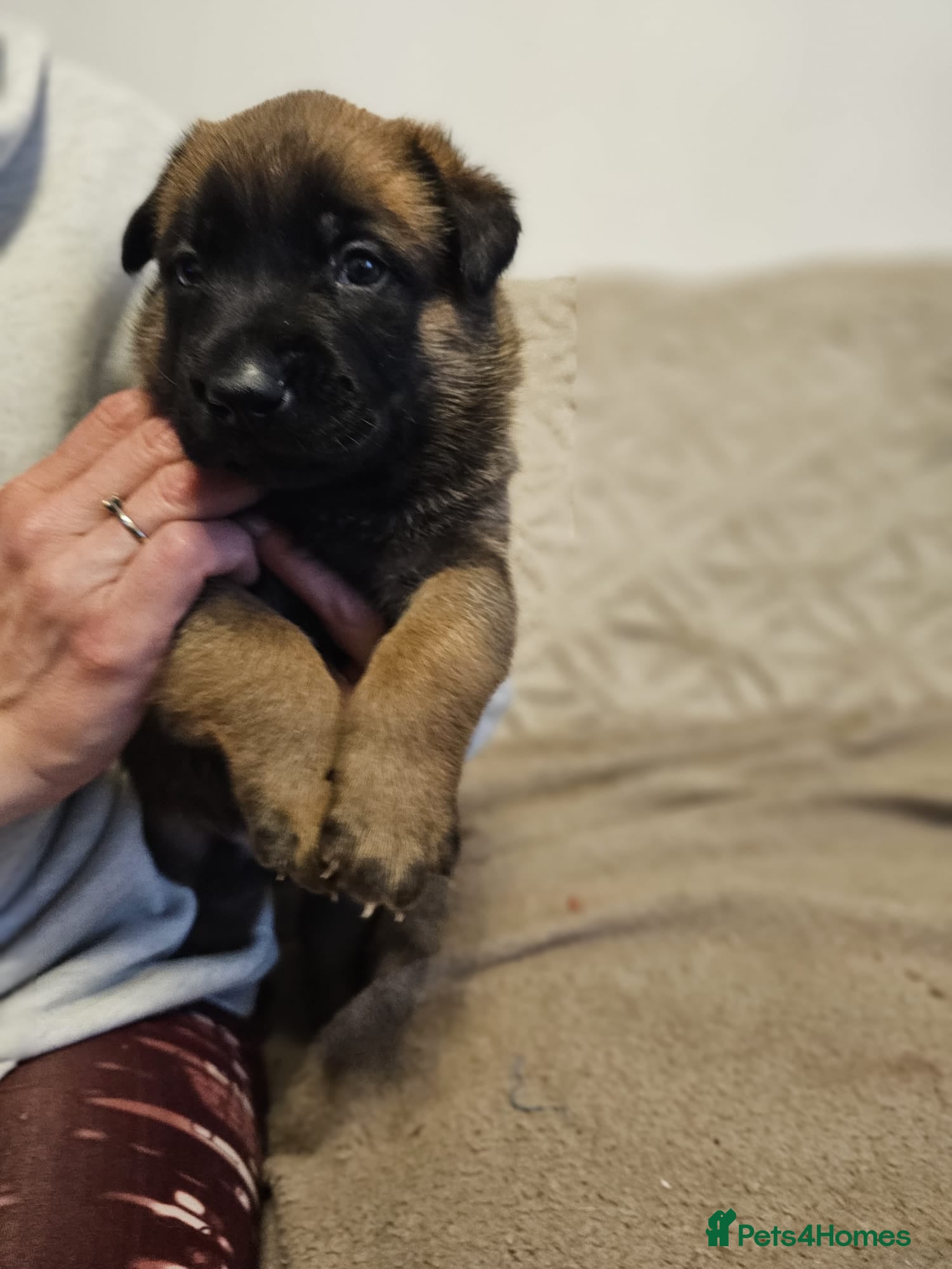 Belgian Shepherd Dog dogs for sale: Belgian Malinois Puppies for Sale (Working Line) - Advert 15