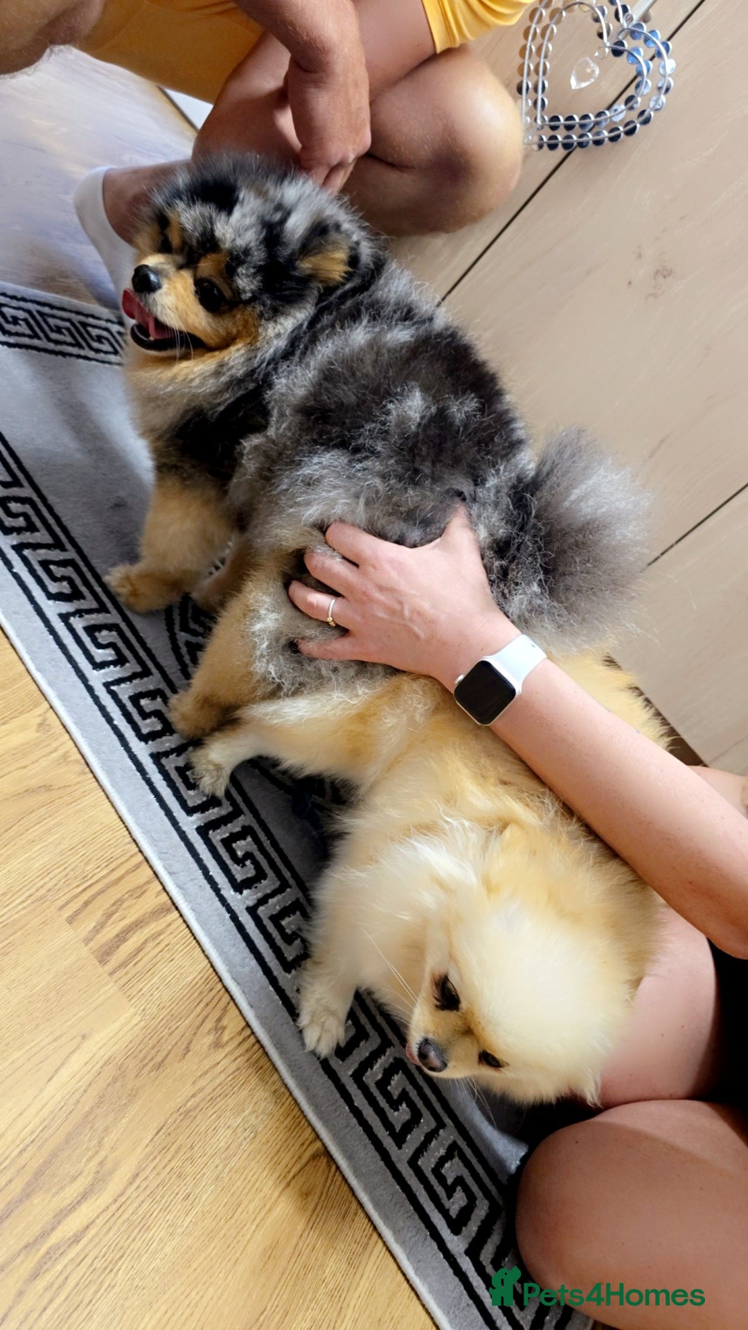 Pomeranian dogs for sale: Quality mini  **  pomeranian pups - Advert 5