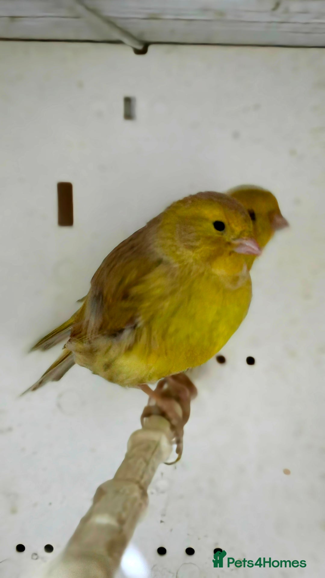 Canaries birds for sale: Canaries  - Advert 15