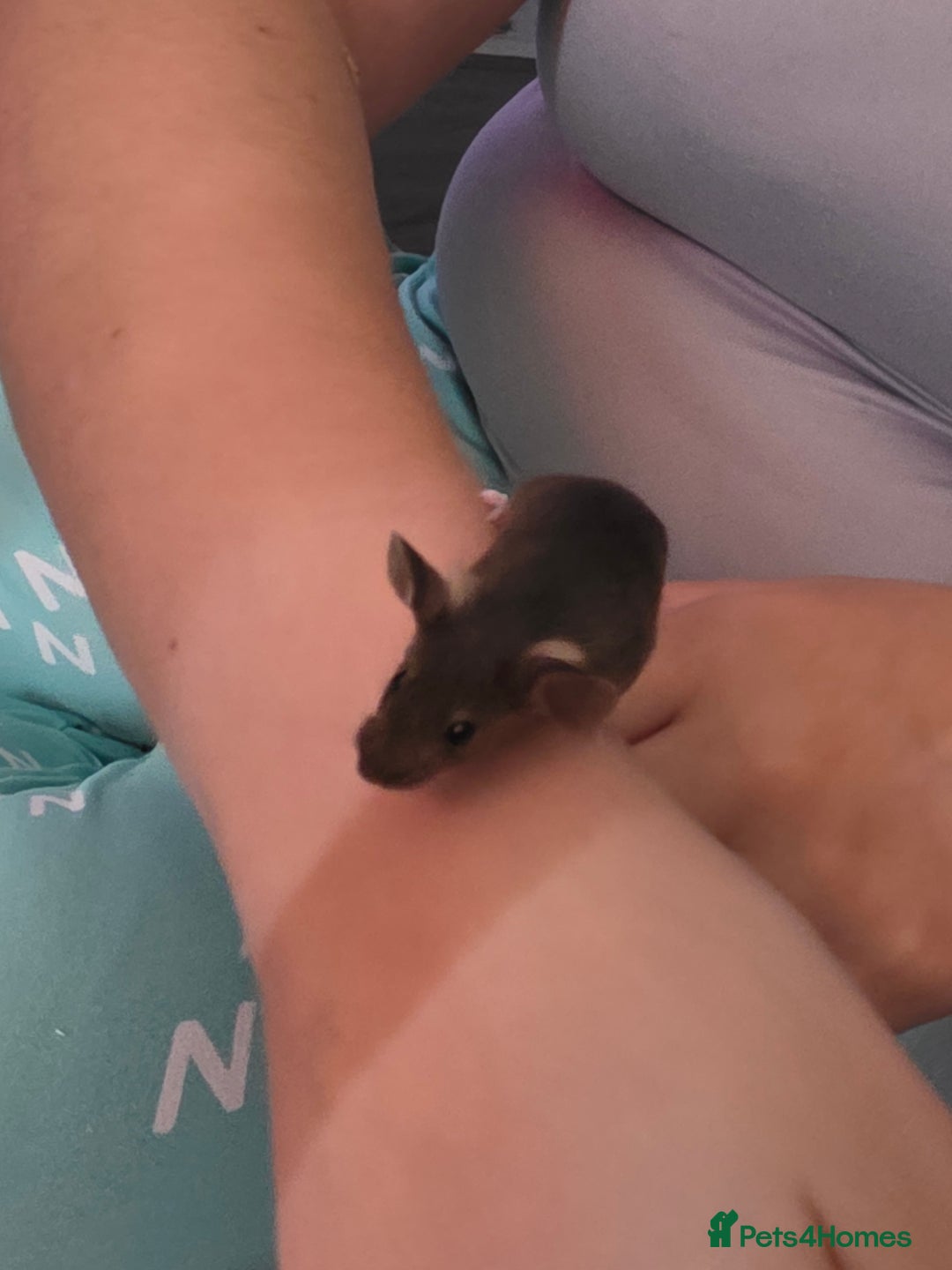 Mouse rodents for sale: Male and female mice  - Advert 13