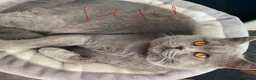 Ragdoll cats for sale: Ragdoll x Scottish fold kittens  - Advert 7
