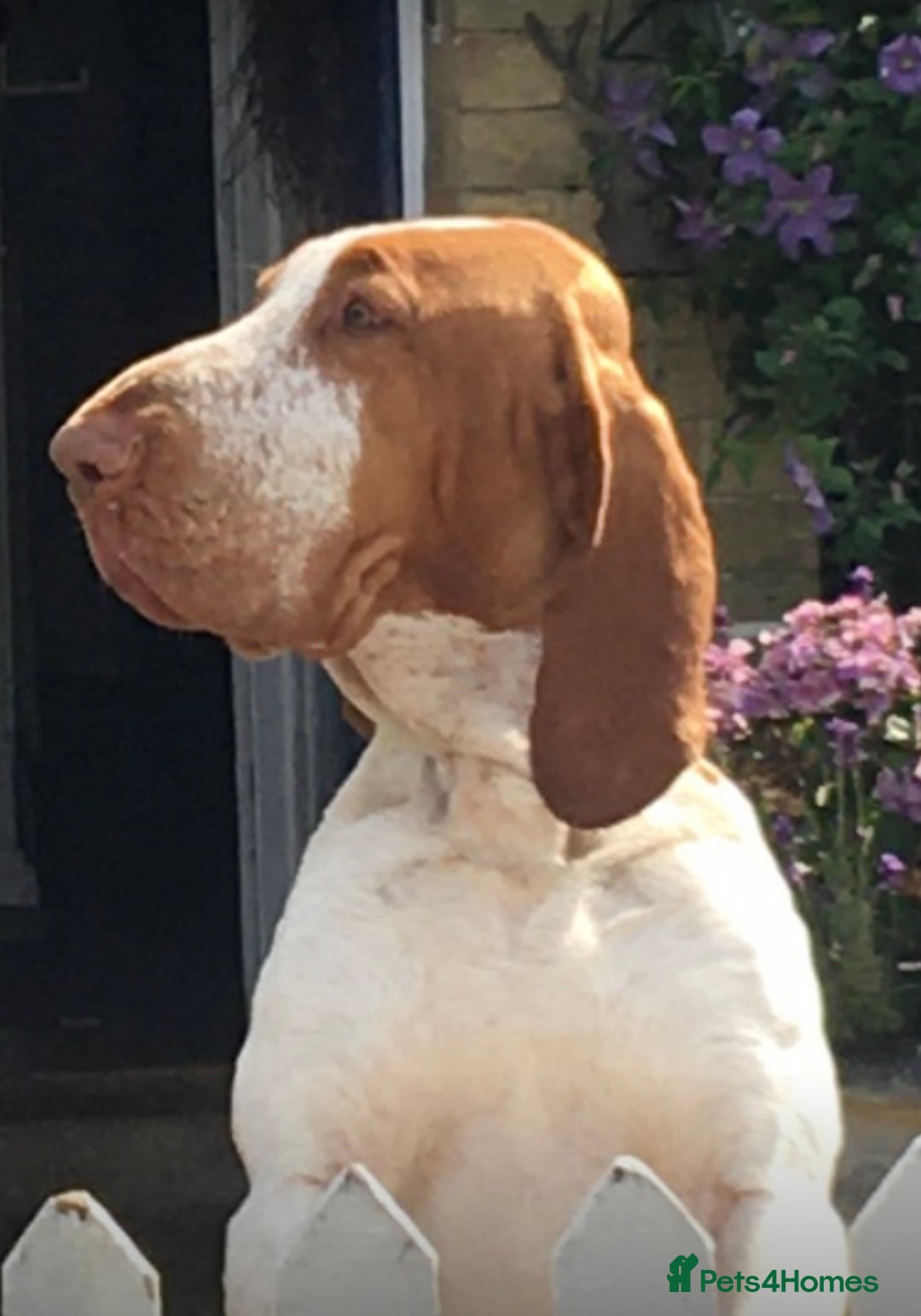 Bracco Italiano dogs for sale: Adorable Bracco Puppies Due 3rd October  - Image 3