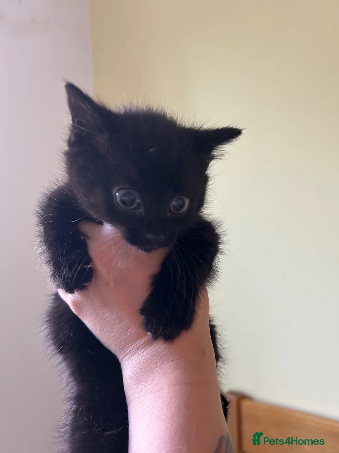 Mixed Breed cats for sale: 2 Boys ready to find their forever homes 🏡  - Advert 7