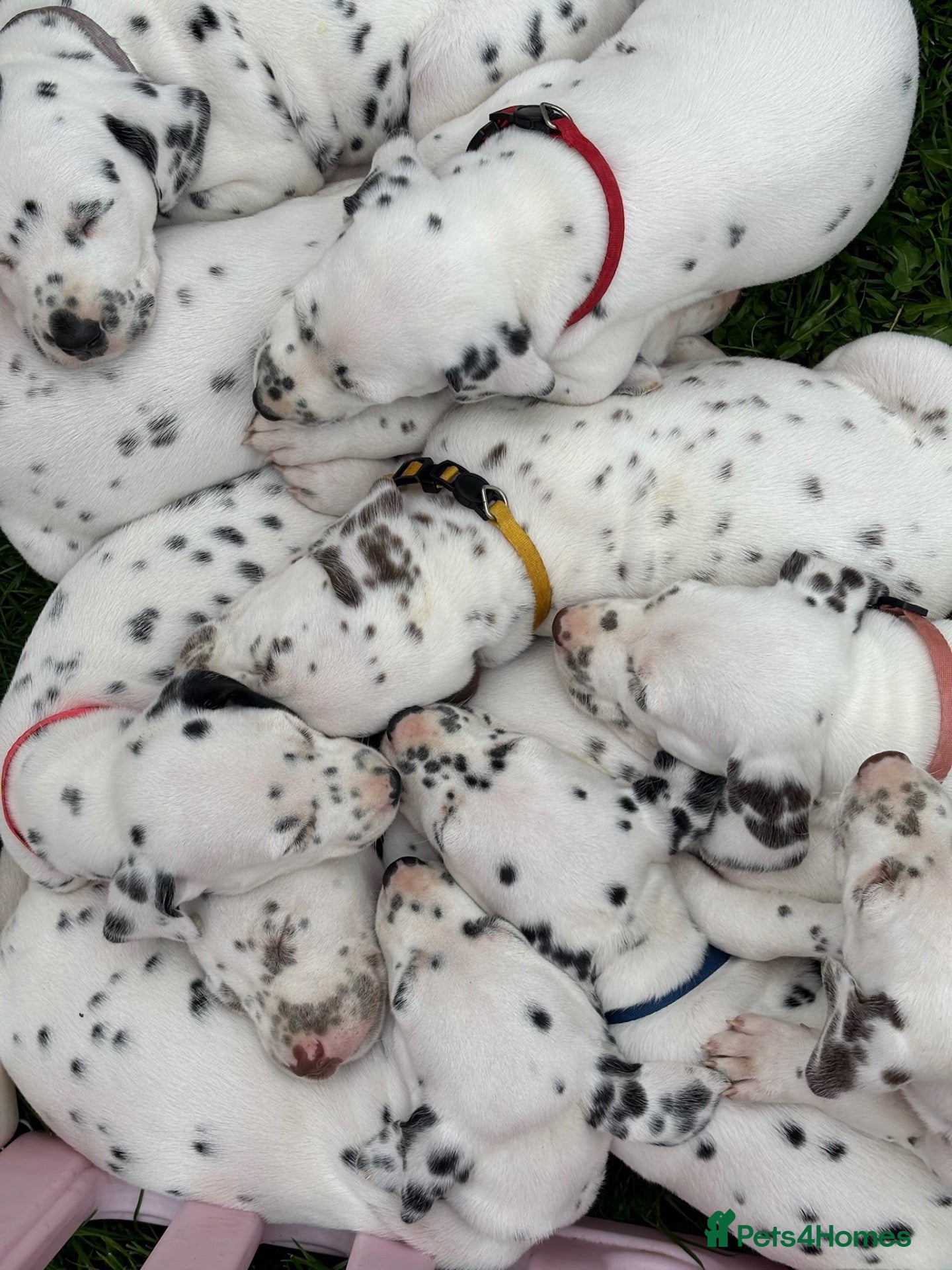 Dalmatian dogs Dalmatian Puppies - Advert 12