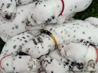Dalmatian dogs Dalmatian Puppies - available 23rd October - Advert 1