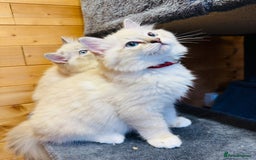 Ragdoll cats for sale: Stunning Registered Ragdoll Kittens - Image 5