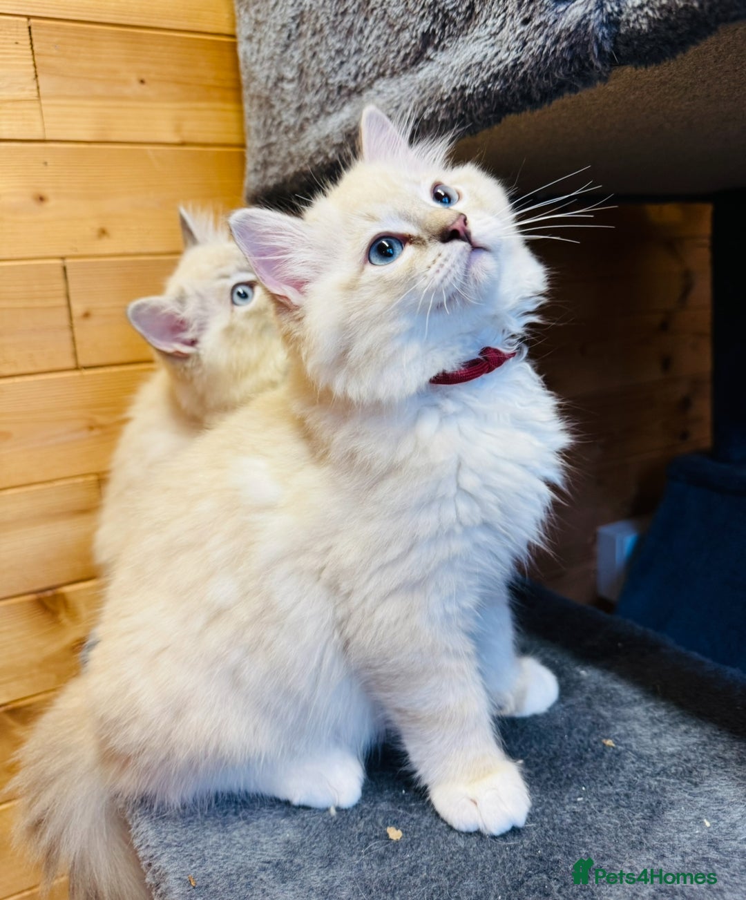 Ragdoll cats for sale: Stunning Registered Ragdoll Kittens - Image 5