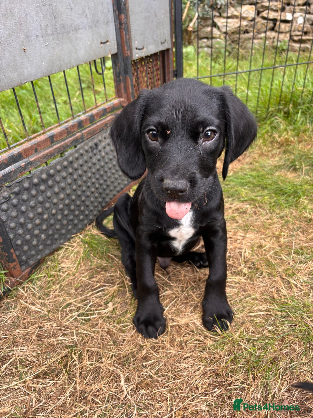 Springador dogs for sale: One Springerdor pup left born 8/06/2025 - Image 12