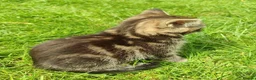 Scottish Fold cats for sale: REDUCED ❤️❤️Tabby cat😘Luxury Scottish❤️❤️❤️❤️❤️❤️ - Advert 23