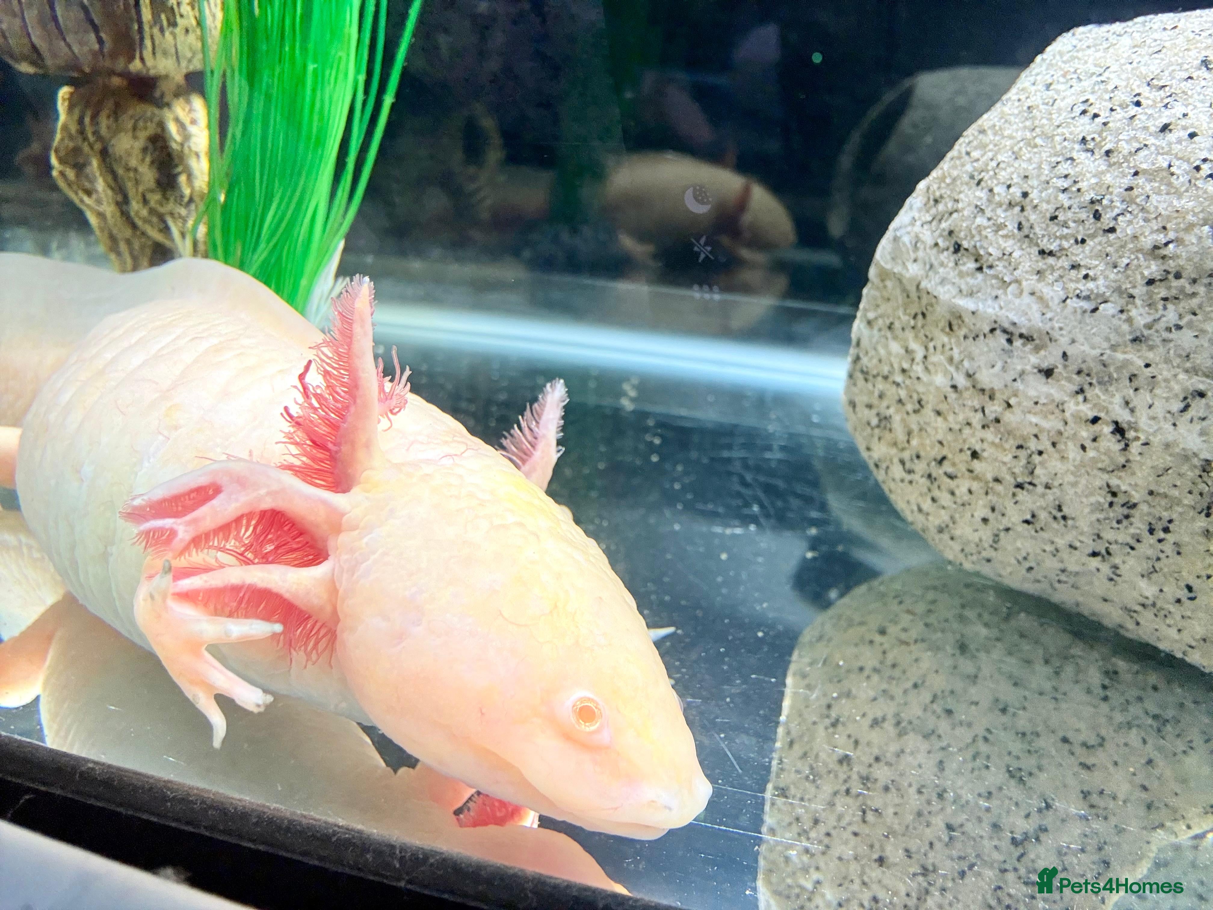 Axolotl reptiles 3.5 year old male axolotl + full set up for sale in Bristol - Advert 1