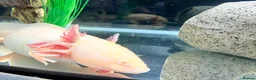 Axolotl reptiles for sale: 3.5 year old male axolotl + full set up for sale in Bristol - Advert 1