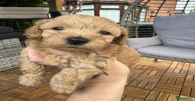 Maltipoo dogs - Advert 3