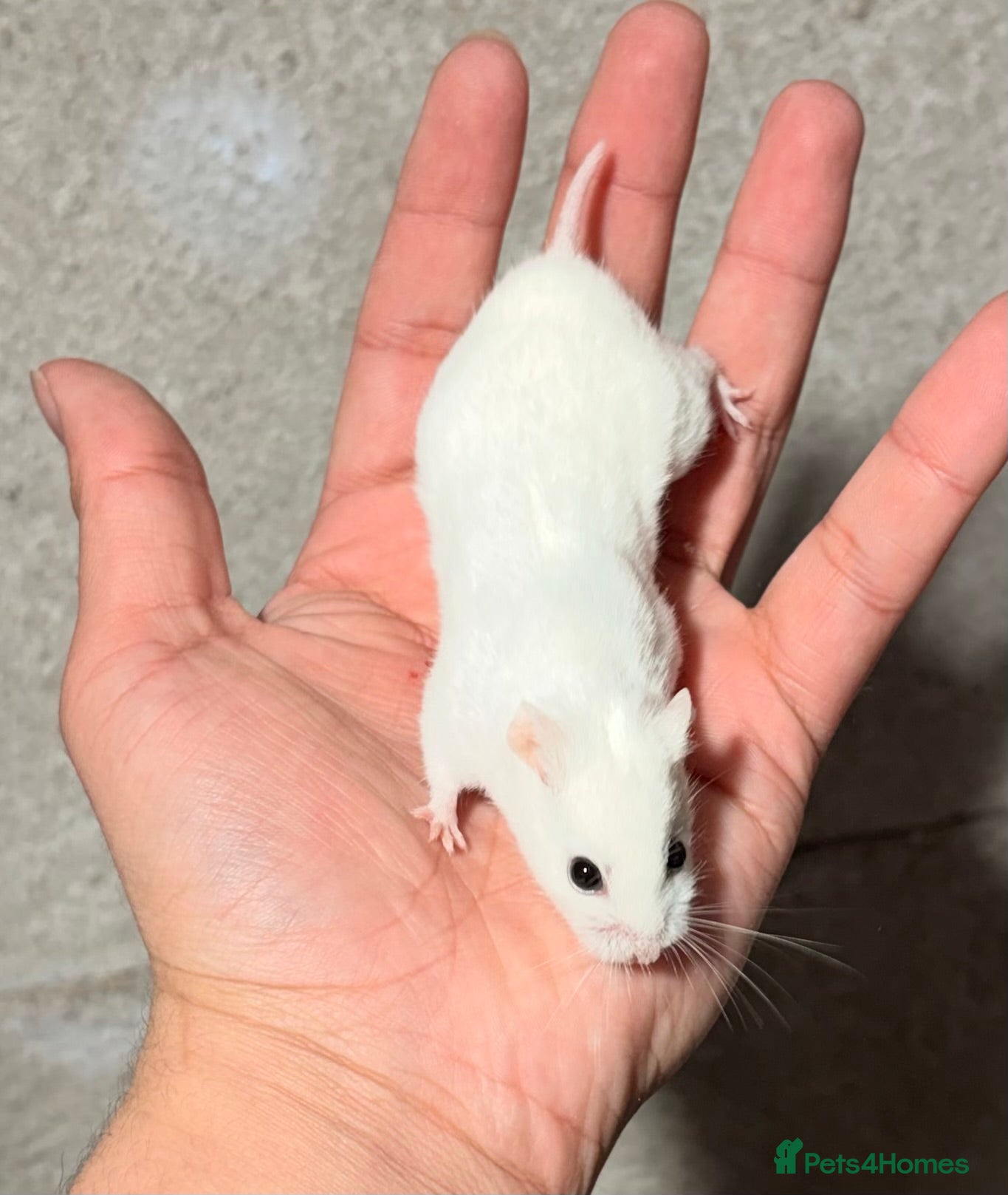 Hamster rodents PEDIGREE, TAME AND DOCILE CHINESE HAMSTERS - Advert 20