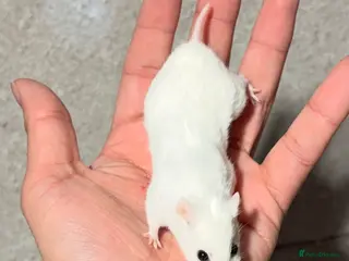 Hamster rodents PEDIGREE, TAME AND DOCILE CHINESE HAMSTERS - Advert 20