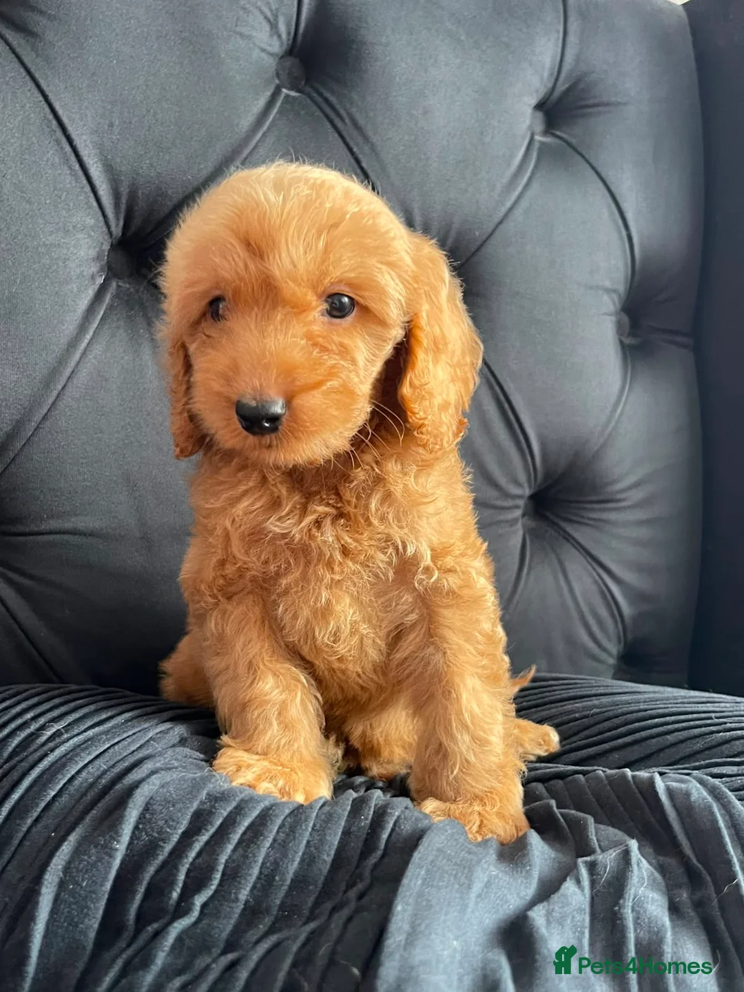 Cockapoo dogs for sale: Cockerpoo Puppies  - Advert 2
