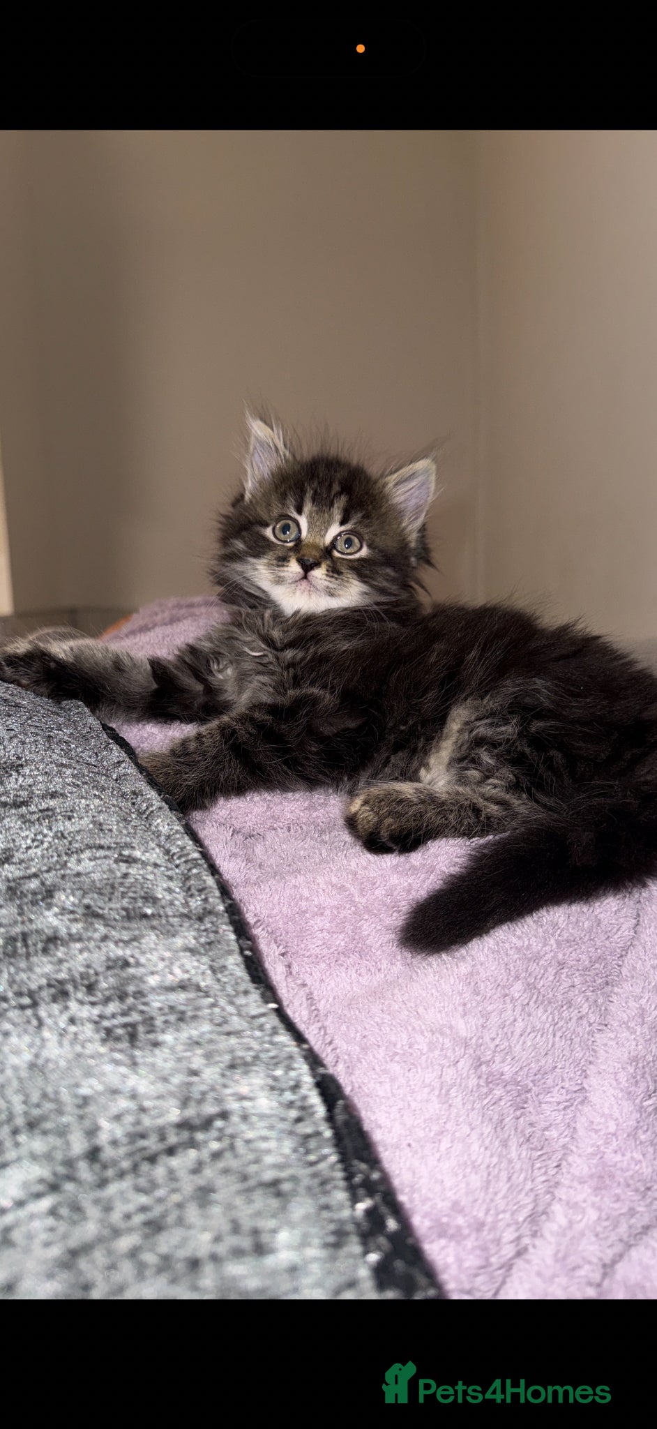Mixed Breed cats Persian cross kittens! Ready now - Advert 13