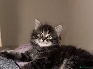 Mixed Breed cats Persian cross kittens! Ready now - Advert 13