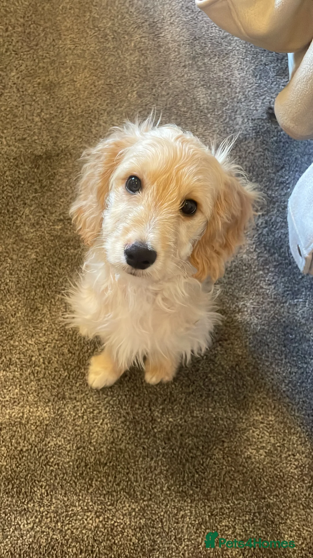 Cockapoo dogs for sale: Cockerpoo for sale!!! - Advert 2