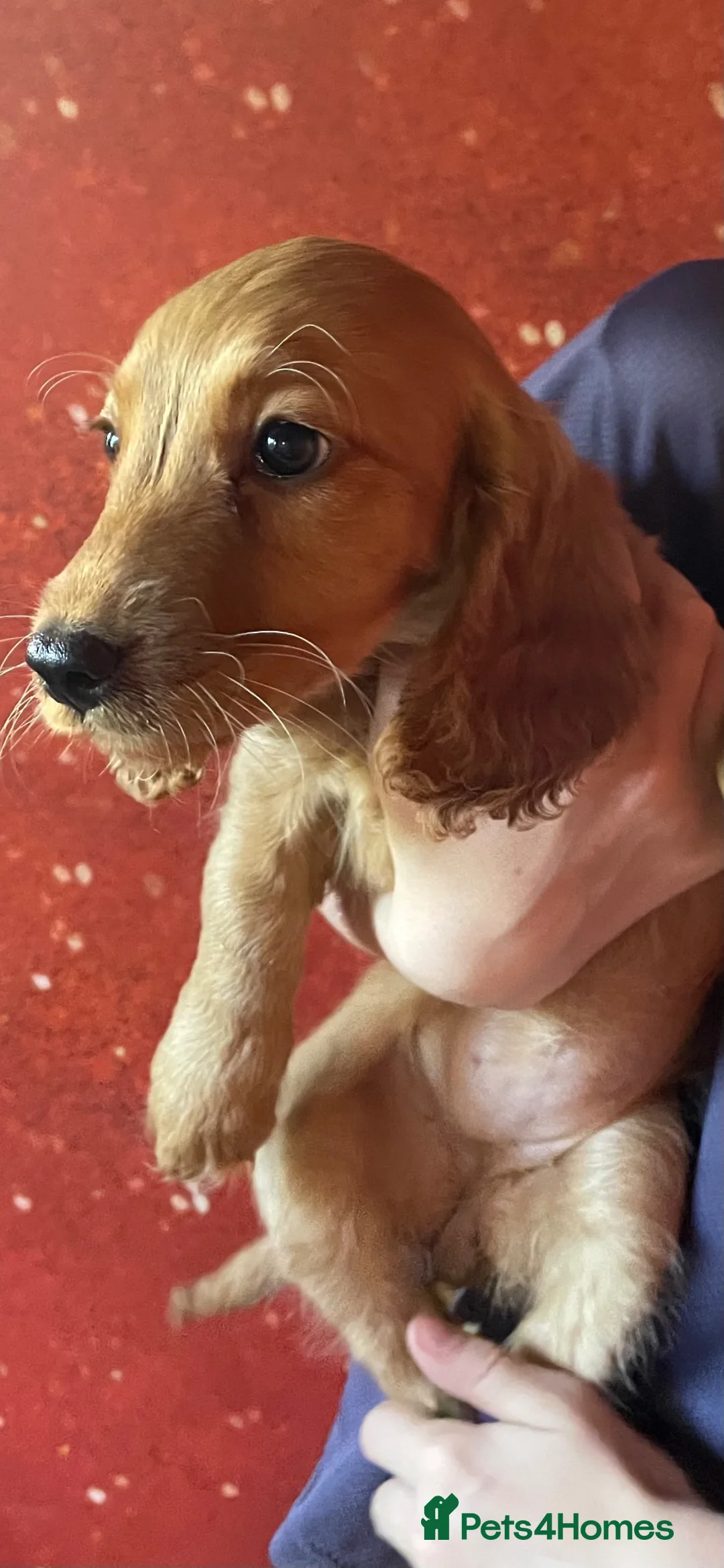 Cockapoo dogs for sale: Cockapoo Pups - Advert 2
